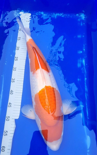 Large Koi for sale