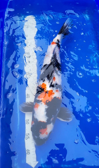 Large Koi for sale