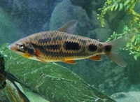 5 x Large Strawberry Leporinus