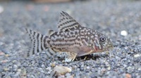 Sterbai corydoras