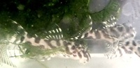 L236 cracked zebra plecos - cheapest in UK?