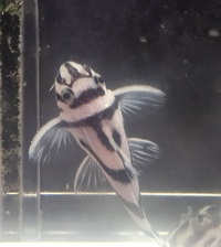 L046 Zebra pleco 3cm