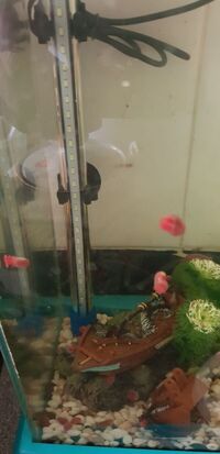 Trumpet or Ramshorn Snails