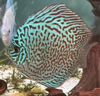 Discus for sale