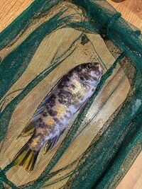 labeotropheus trewavasae thumbi west