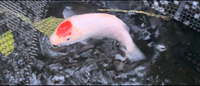 Various koi fish for sale