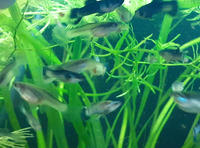 Blue Panda Guppies Breeding Pair- Tropical Fish