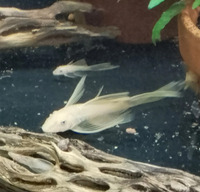 Lemon Longfin Blue eye Bristlenose Pleco 3-4cm Tropical Fish