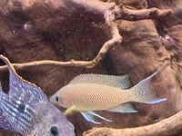 BREEDING GROUP OF 13 FAIRY CICHLIDS