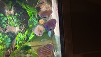 10 discus