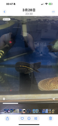 22inch Fire eel £150