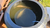 Kio fishes for rehome and sale