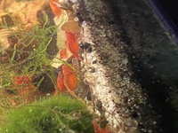 Sakura red cherry shrimp