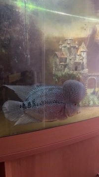 Red Dragon Flowehorn for sale need gone soon