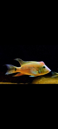 Geophagus Steindachneri  Red Hump 