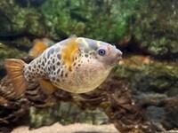 Topaz Puffer Group