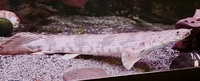 Banded bichir