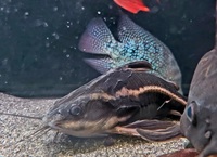 Banded bichir
