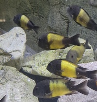 Group of adult ikola kaiser