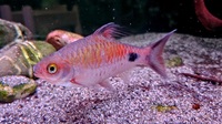 Banded bichir