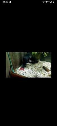 Asian Red Tailed Catfish