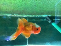 2x Oranda Fancy Goldfish 5-6 cms