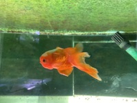 2x Oranda Fancy Goldfish 5-6 cms