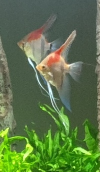 3 x Large Manacapuru Red Back Angels