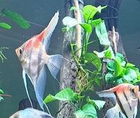 3 x Large Manacapuru Red Back Angels