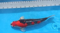 Japanese Koi for Sale
