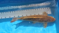 Japanese Koi for Sale
