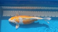 Japanese Koi for Sale