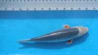 Japanese Koi for Sale