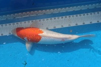 Japanese Koi for Sale