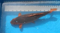 Japanese Koi for Sale