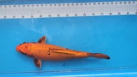 Japanese Koi for Sale