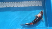 Japanese Koi for Sale
