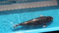 Japanese Koi for Sale