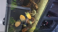 Collection of South American cichlids
