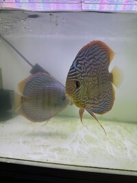Confirmed breeding pair Turquoise Discus for sale