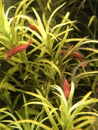 Red Cherry Shrimp SG2