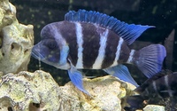 1st Gen Tank Bred Blue Zaire Moba Frontosa Cichlids UK Shipping Availiable