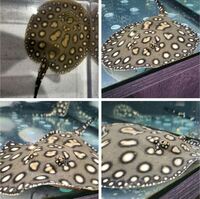 8.5" BD X Henlie male Stingray