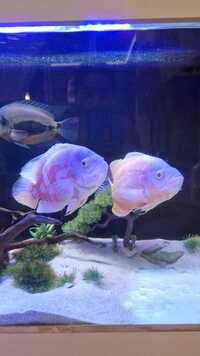 2 Breeding Pair Red Albino Oscar And A Tiger Oscar Cichlid 10-11 Inch