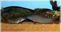 Red Tail Botia Loaches x3