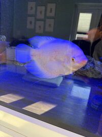 Fish for sale