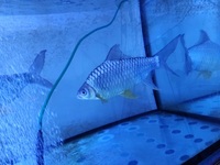 LARGE Lemon fin barbs