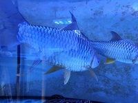 LARGE Lemon fin barbs