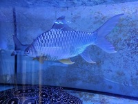 LARGE Lemon fin barbs