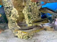 Rare chance to buy group of predator haps